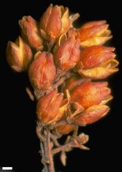 Veronica strictissima. Infructescence. Scale = 1 mm.
 Image: W.M. Malcolm © Te Papa CC-BY-NC 3.0 NZ